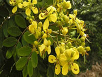 Pterocarpus marsupium 